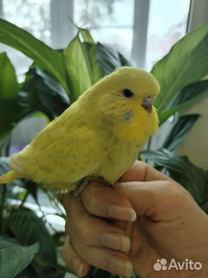 Попугай ввп