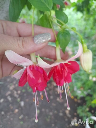 Комнатные растения фуксия