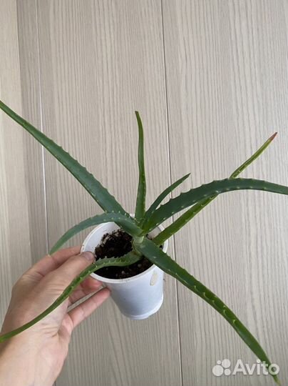Суккуленты/алое