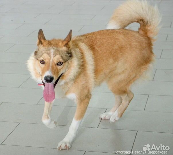 Собака рыжуля