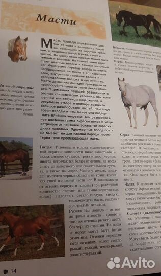 Большая энциклопедия лошади пони