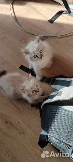 Невские маскарадные