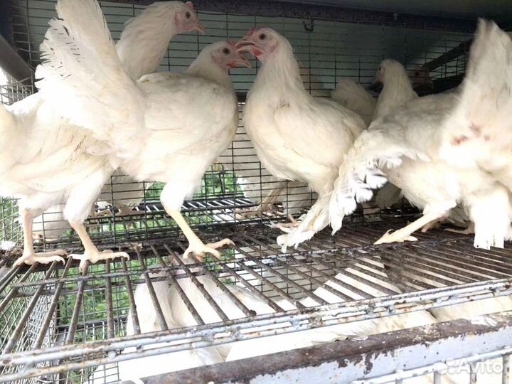 Куры несушки