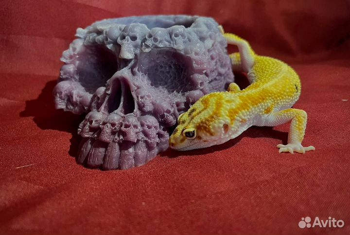 Эублефар самец вязка