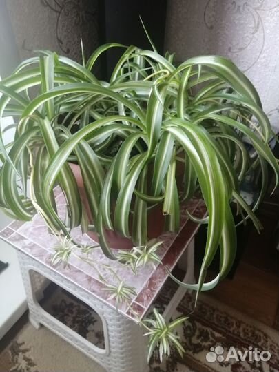 Хлорофитум