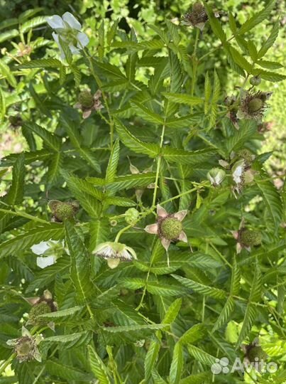 Тибетская малина саженцы