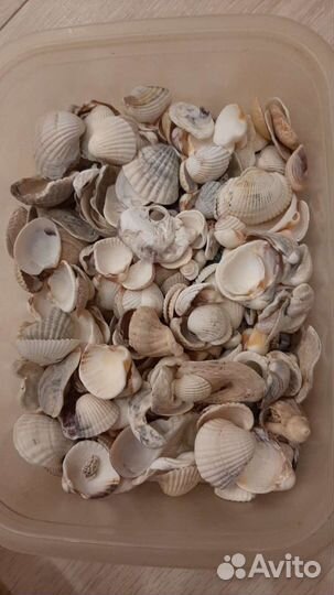 Морские ракушки раковины