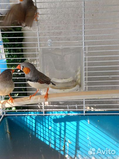 Зебровые амадины