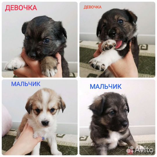 Щенята в добрые руки
