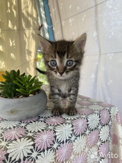 Отдам котят в добрые руки