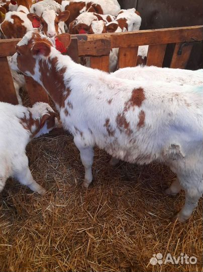Телята бычки тёлки доставка бесплатная
