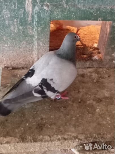 Продажа почтовых голубей и чужих