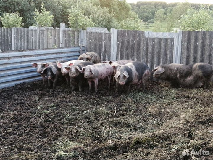 Поросята