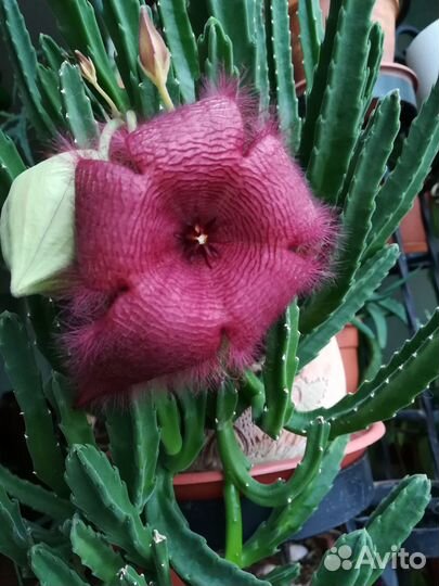 Стапелия Грандифлора