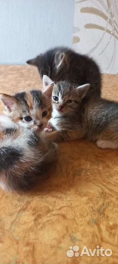 Котята
