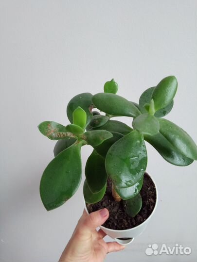 Толстянка, денежное дерево, цветы комнатные