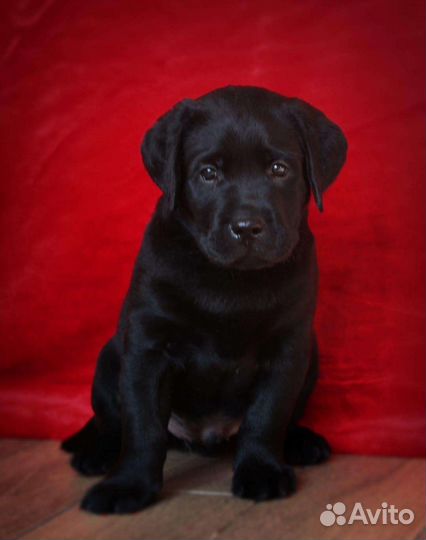 Щенки лабрадора