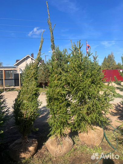 Живые ели и сосны 3 метра