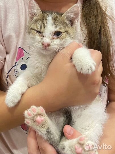 Котенок мальчик 1 месяц