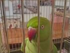 Ожереловый попугай объявление продам