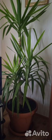 Продам цветы комнатные