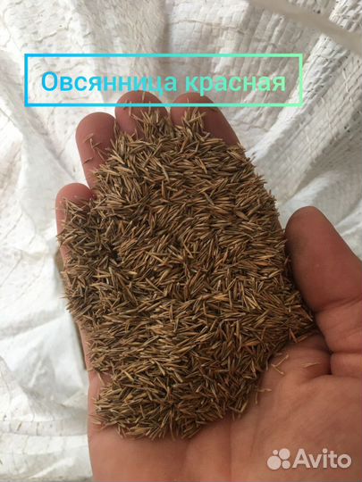 Семена газонной травы