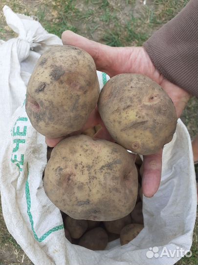 Картофель
