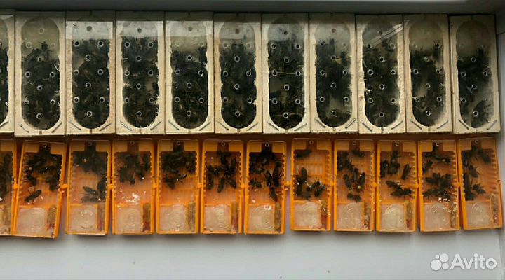 Пчеломатки среднерусской породы