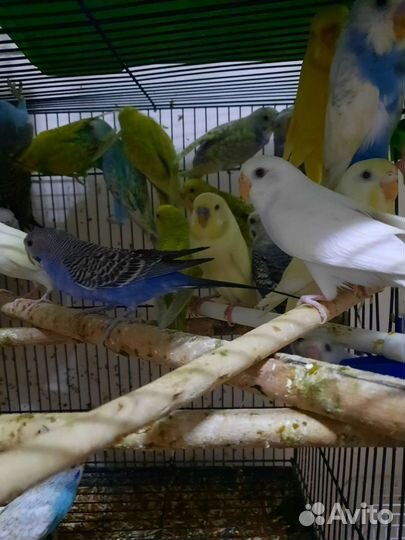 Попугаи волнистые оптом