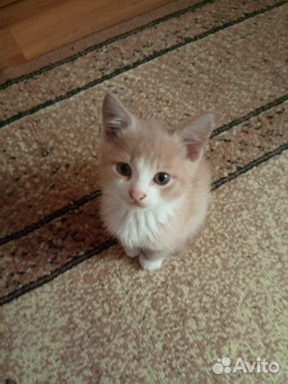 Отдам котят