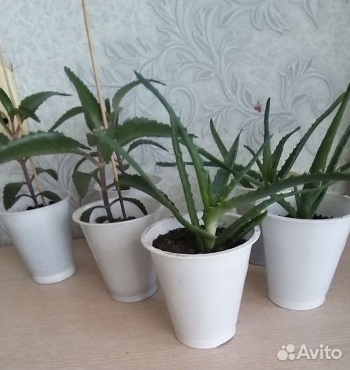 Каланхоэ и Алоэ-вера