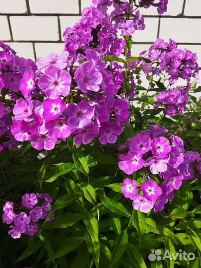 Флоксы многолетние, сорта и цвета разные