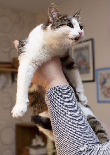 Кошка Маночка ищет своего человека