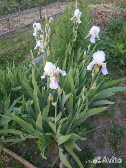 Садовые многолетники:ирисы,бадан,хризантема желтая