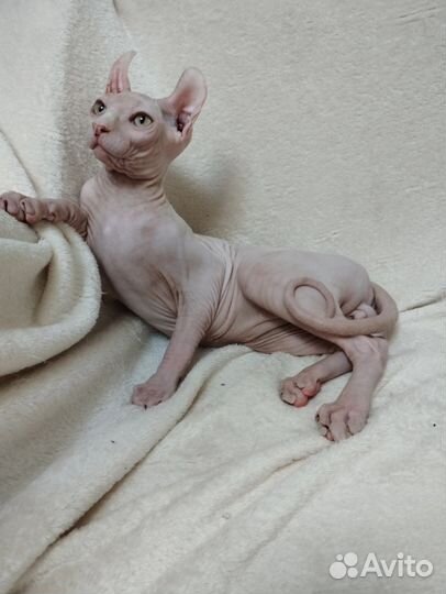 Эльф котенок