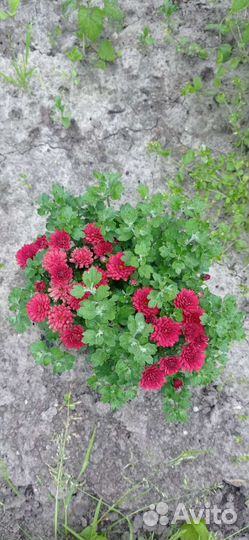 Хризантемы мультифлора