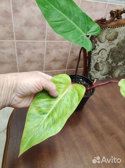 Филодендрон Painted Lady