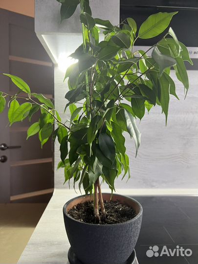 Фикус Бенджамина