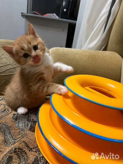 Рыжий котенок