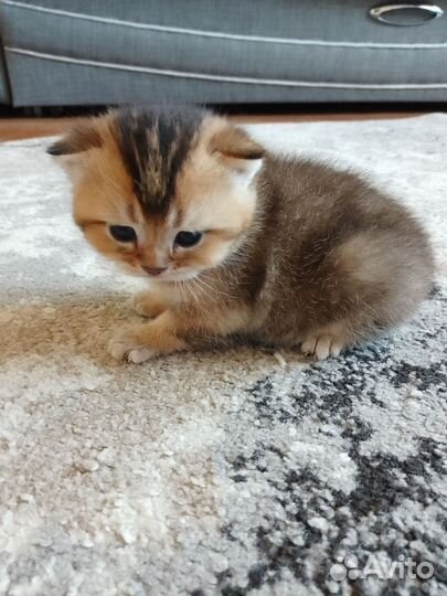 Шотландская