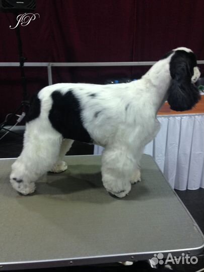 Стрижка спаниелей и средних собак