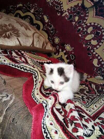 Кошка в дар бесплатно