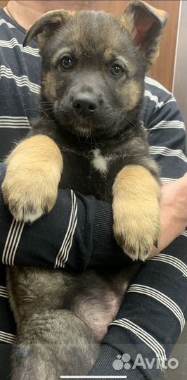 Щенки метисы овчарки и хаски ищут добрых хозяев