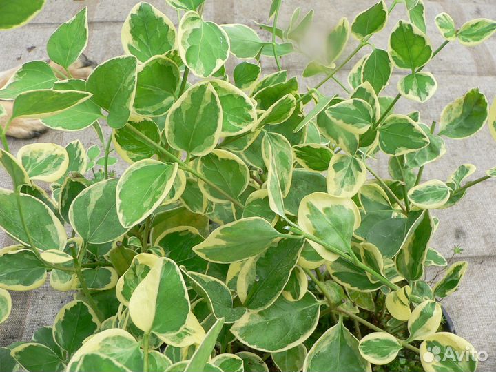 Барвинок пестролистный вечнозеленый