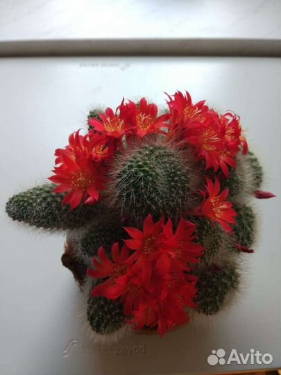 Кактус рибуция