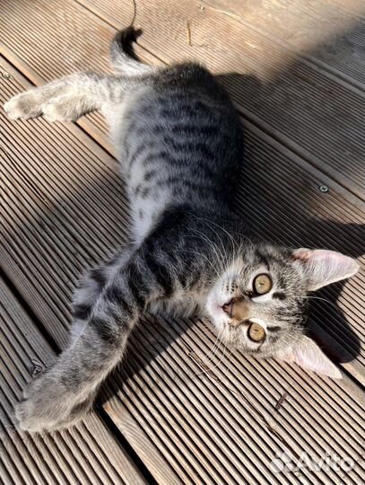 Ласковая и игручая девочка ищет любящих хозяев