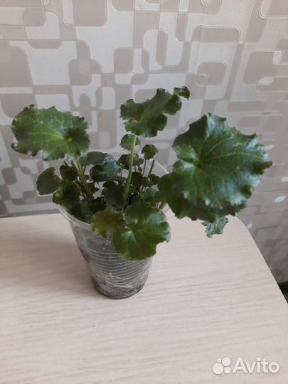 Кампанула Пожарского