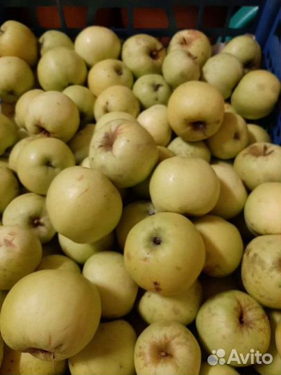 Продам яблоки