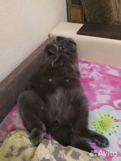 Котик в добрые руки