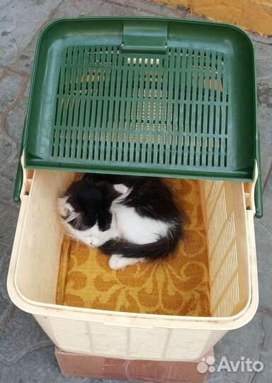 Отдам котенок-мальчик с примесью мейн-куна, девочк